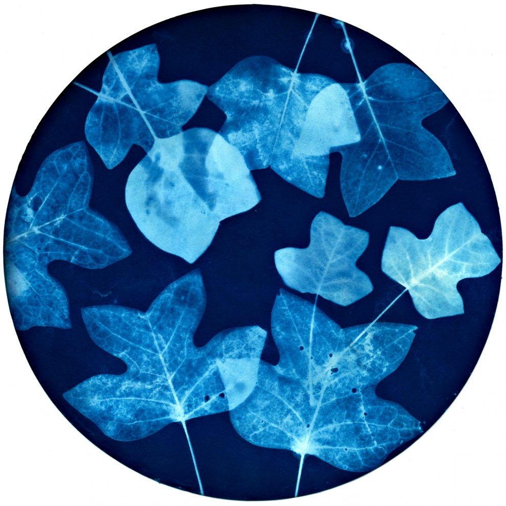 circular image in shades of blue with x-ray images of leaves